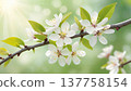 Spring blossom branch with white flowers and sunlight. Close-up of blooming tree branch with delicate blossoms and fresh green leaves in spring light. 137758154