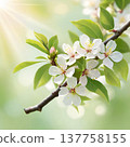 Spring blossom branch with white flowers and sunlight. Close-up of blooming tree branch with delicate blossoms and fresh green leaves in spring light. 137758155