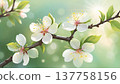 Spring blossom branch with white flowers and sunlight. Close-up of blooming tree branch with delicate blossoms and fresh green leaves in spring light. 137758156