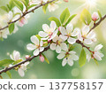 Spring blossom branch with white flowers and sunlight. Close-up of blooming tree branch with delicate blossoms and fresh green leaves in spring light. 137758157