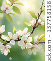 Spring blossom branch with white flowers and sunlight. Close-up of blooming tree branch with delicate blossoms and fresh green leaves in spring light. 137758158