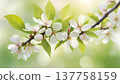 Spring blossom branch with white flowers and sunlight. Close-up of blooming tree branch with delicate blossoms and fresh green leaves in spring light. 137758159