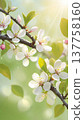 Spring blossom branch with white flowers and sunlight. Close-up of blooming tree branch with delicate blossoms and fresh green leaves in spring light. 137758160