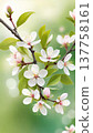 Spring blossom branch with white flowers and sunlight. Close-up of blooming tree branch with delicate blossoms and fresh green leaves in spring light. 137758161