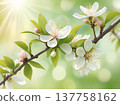 Spring blossom branch with white flowers and sunlight. Close-up of blooming tree branch with delicate blossoms and fresh green leaves in spring light. 137758162