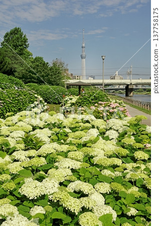 繡球花和天空樹 繡球花和天空樹 137758175