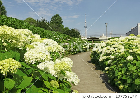 繡球花和天空樹 繡球花和天空樹 137758177