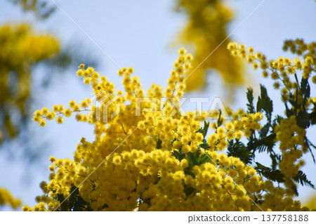 Yellow flowers of the Japanese acacia (also known as mimosa) 137758188