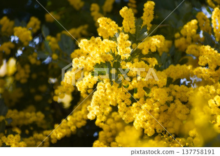 日本相思樹（又稱含羞草）的黃色花朵 137758191