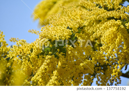 Yellow flowers of the Japanese acacia (also known as mimosa) Yellow flowers of the Japanese acacia (also known as mimosa) 137758192