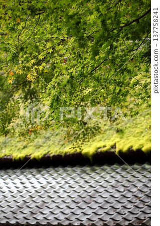 Green maple leaves and a Japanese tiled roof 137758241