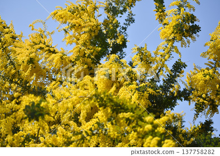 日本相思樹（又稱含羞草）的黃色花朵 137758282