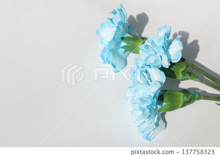 blue carnation on a white background blue carnation on a white background 137758323
