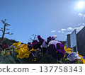 Kasama Arts Forest Park 137758343