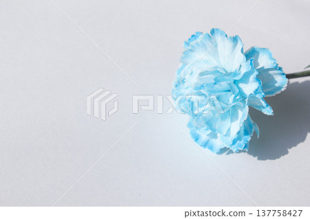 blue carnation on a white background blue carnation on a white background 137758427