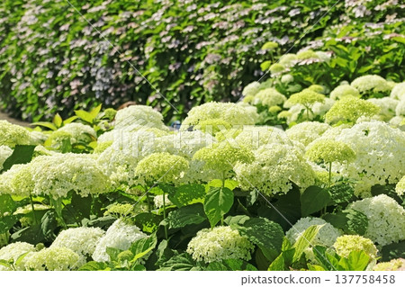 Hydrangea Hydrangea 137758458