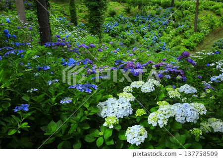 Garden with hydrangea Garden with hydrangea 137758509