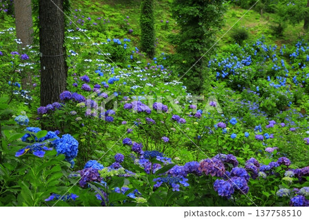 繡球花園 繡球花園 137758510