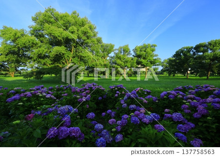 開花在公園的八仙花屬 137758563