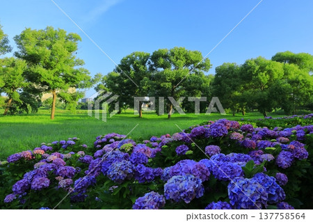 Hydrangea flowering in the park Hydrangea flowering in the park 137758564