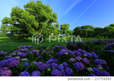 開花在公園的八仙花屬 開花在公園的八仙花屬 137758565