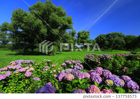 Hydrangea flowering in the park 137758573