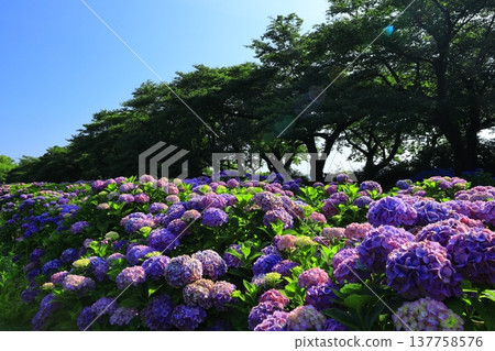 Hydrangea flowering in the park Hydrangea flowering in the park 137758576