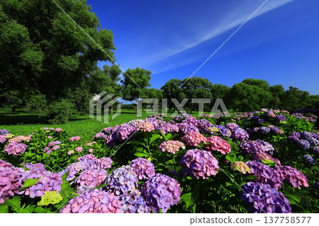 Hydrangea flowering in the park 137758577
