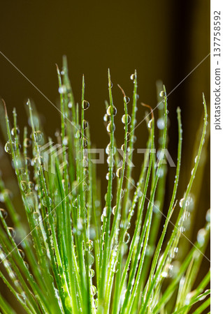 Water droplets Water droplets 137758592
