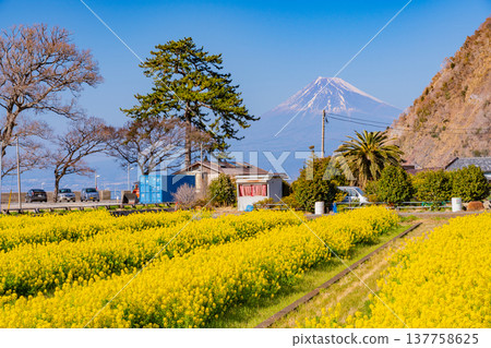 (Shizuoka) Rape blossoms bloom, Mt. Fuji seen from Nishiizu Ida in early autumn 137758625