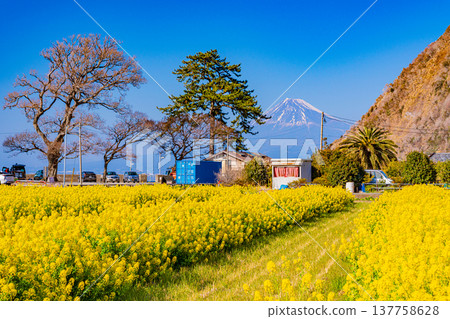 （靜岡）從初秋的西伊佐田看到的強姦花盛開，富士山 137758628