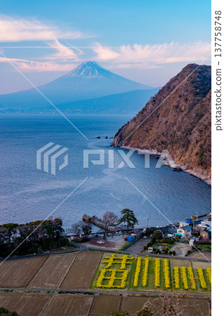 (Shizuoka Prefecture) Mount Fuji as seen from Ida, West Izu in early autumn, with rapeseed blossoms in bloom - evening view (Shizuoka Prefecture) Mount Fuji as seen from Ida, West Izu in early autumn, with rapeseed blossoms in bloom - evening view 137758748