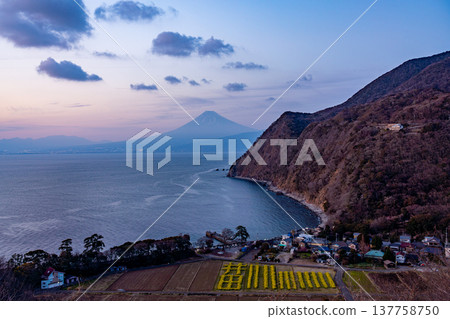 (Shizuoka Prefecture) Mount Fuji as seen from Ida, West Izu in early autumn, with rapeseed blossoms in bloom - evening view (Shizuoka Prefecture) Mount Fuji as seen from Ida, West Izu in early autumn, with rapeseed blossoms in bloom - evening view 137758750