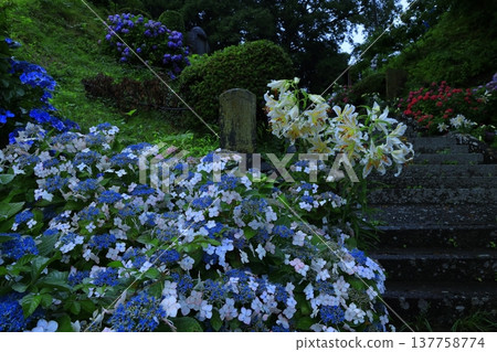 Hydrangea wet in the rain Hydrangea wet in the rain 137758774