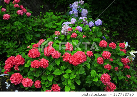 繡球花在雨中濕潤 繡球花在雨中濕潤 137758780