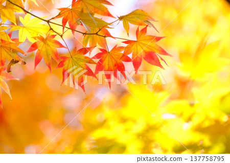 Image material of autumn leaves with gradient colors 137758795