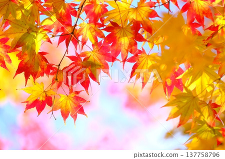 Image material of autumn leaves with gradient colors 137758796