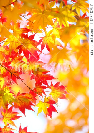 Image material of autumn leaves with gradient colors 137758797