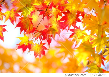 Image material of autumn leaves with gradient colors 137758798