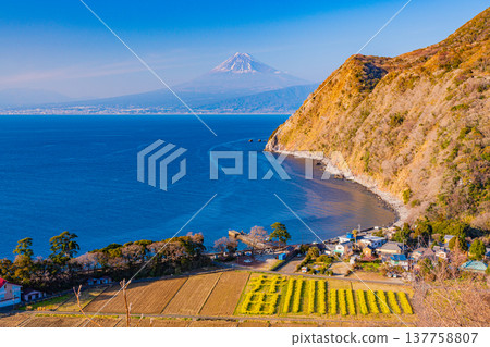 (Shizuoka) Rape blossoms bloom, Mt. Fuji seen from Nishiizu Ida in early autumn 137758807