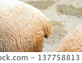 A side view of a short, white sheep's tail. 137758813