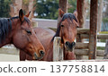 The two horses appear to be having a conversation in the stable, their eyes gentle. 137758814