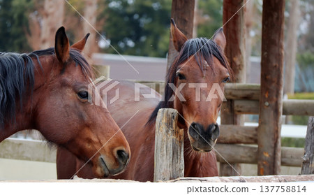 The two horses appear to be having a conversation in the stable, their eyes gentle. The two horses appear to be having a conversation in the stable, their eyes gentle. 137758814
