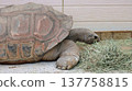 The underside of a sea turtle's front foot 137758815