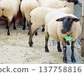 Shaun the Sheep full body 137758816