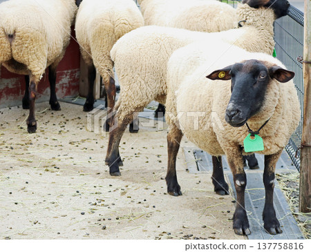 Shaun the Sheep full body Shaun the Sheep full body 137758816