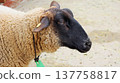 Shaun the Sheep's black profile 137758817