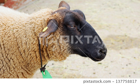 Shaun the Sheep's black profile 137758817