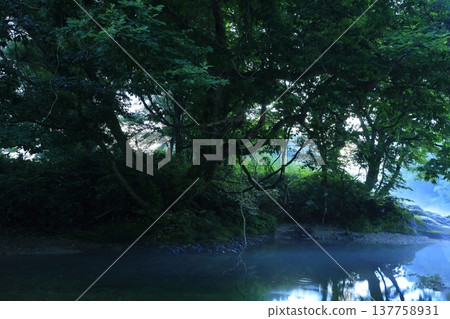 A view from atop a rock in the forest A view from atop a rock in the forest 137758931
