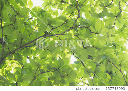 fresh green spring leaves background 137758993